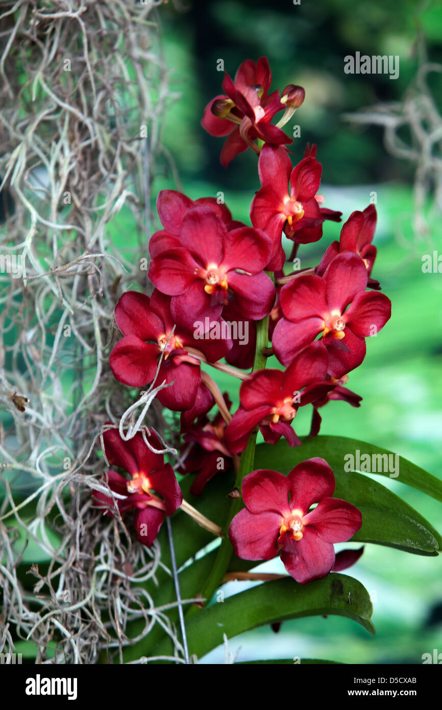 Phalaenopsis orchid red flowers Moth orchids roots Stock Photo