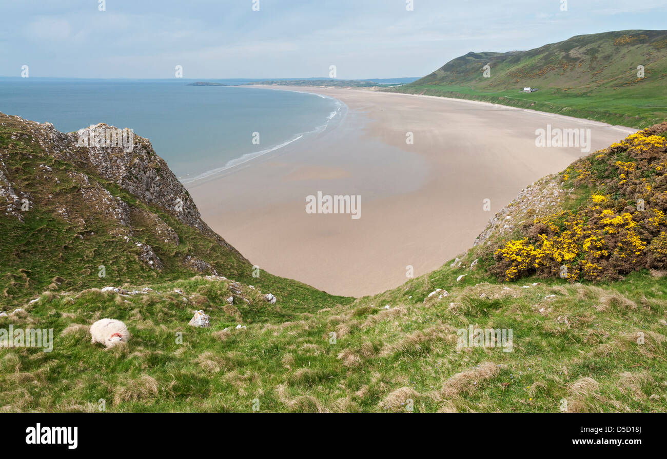 Wales, Gower Peninsula, Rhossili Bay, beach, cliffs, sheep Stock Photo