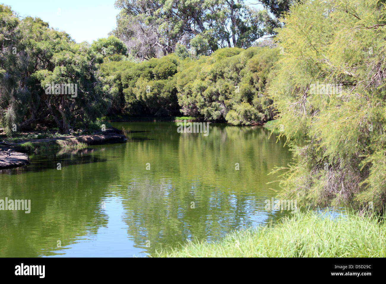 The Australian gum  trees are reflected in a quiet water pool  which is a habitat for sacred ibis and other water birds. Stock Photo