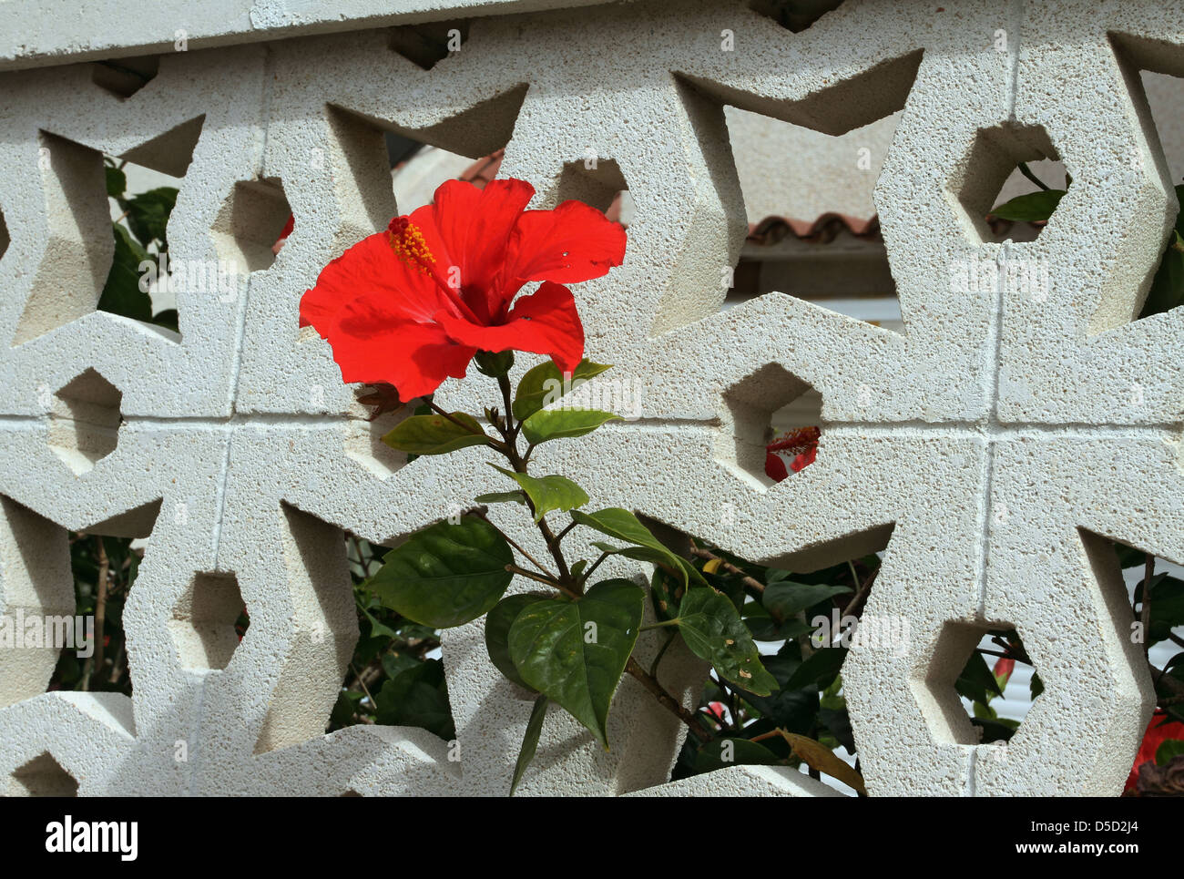 Costa Adeje, Spain, flower grows out of the opening in a wall Stock Photo
