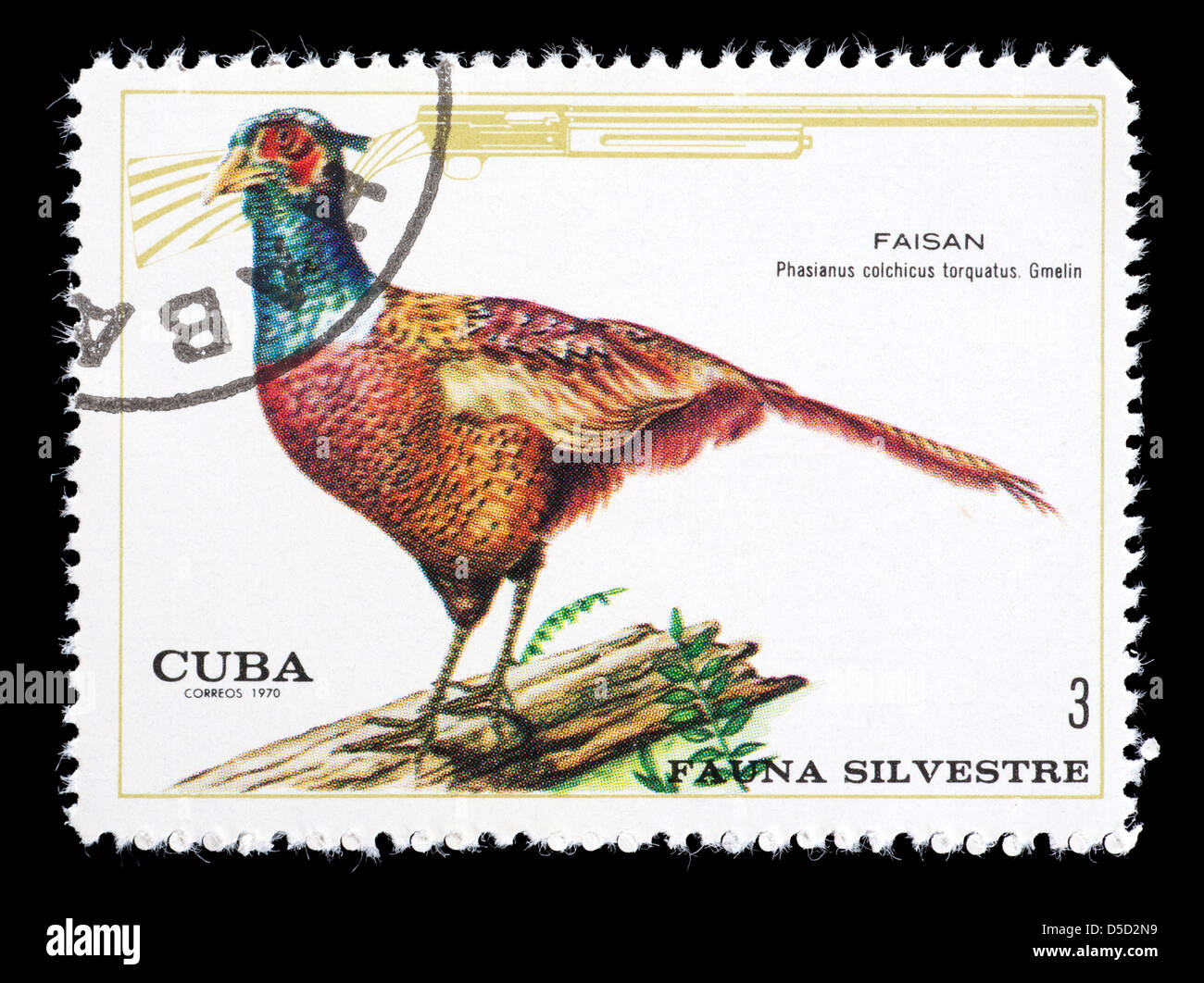 Postage stamp from Cuba depicting a common Ring-necked pheasant (Phasianus colchicus) Stock Photo