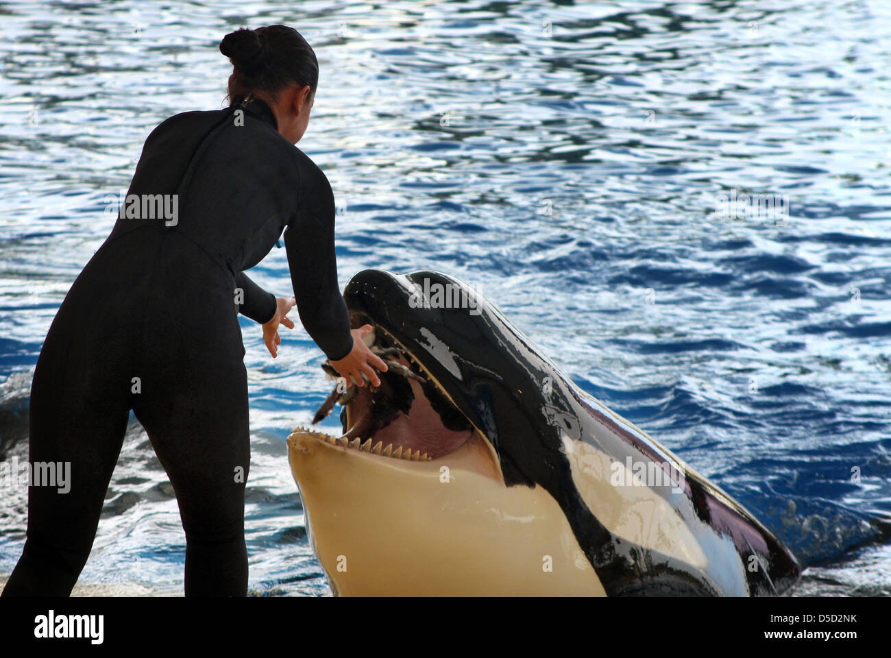 Puerto de la Cruz, Spain, woman feeding a killer whale at Loro Park Stock Photo
