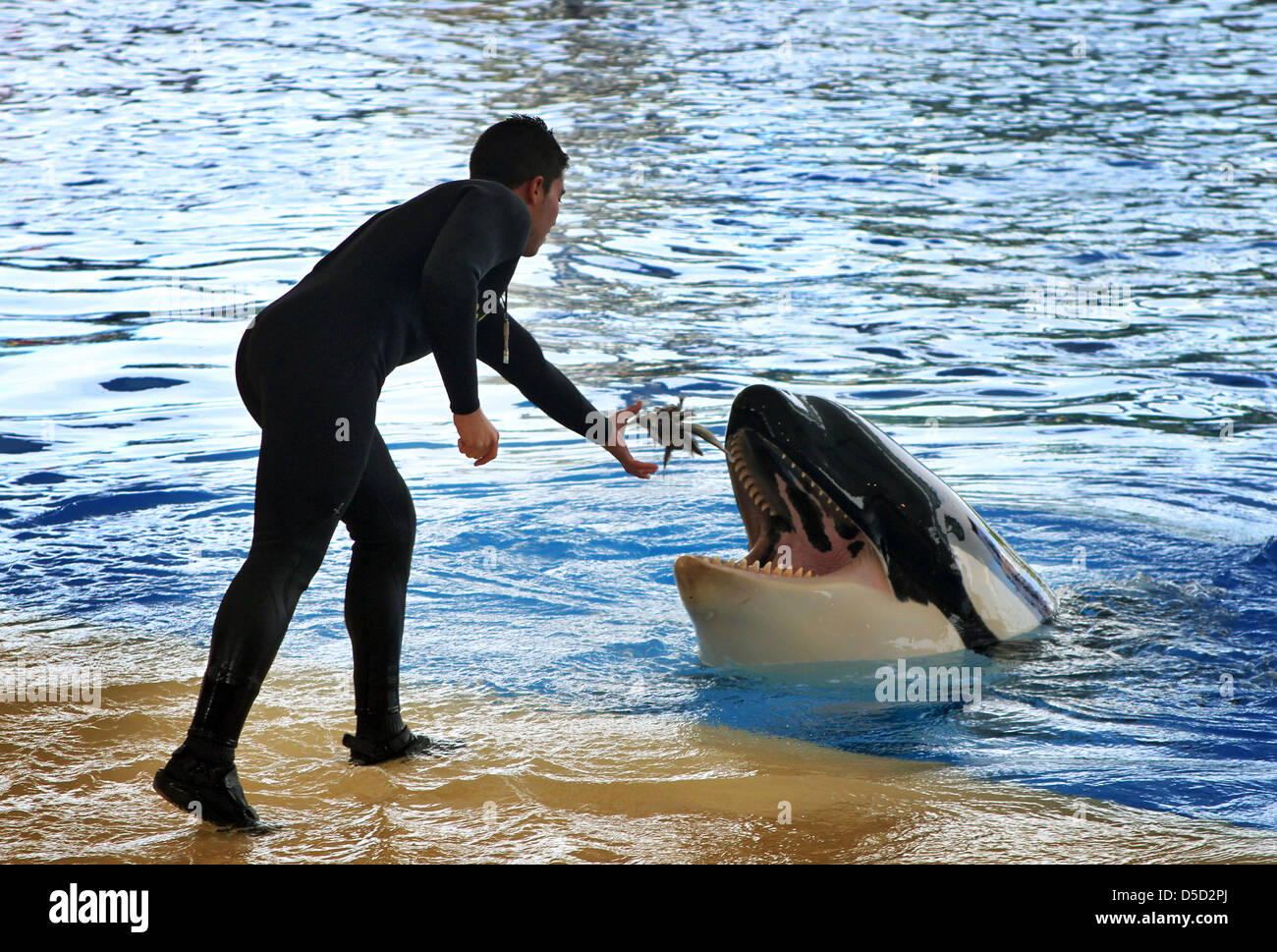 Puerto de la Cruz, Spain, man feeding a killer whale at Loro Park Stock Photo