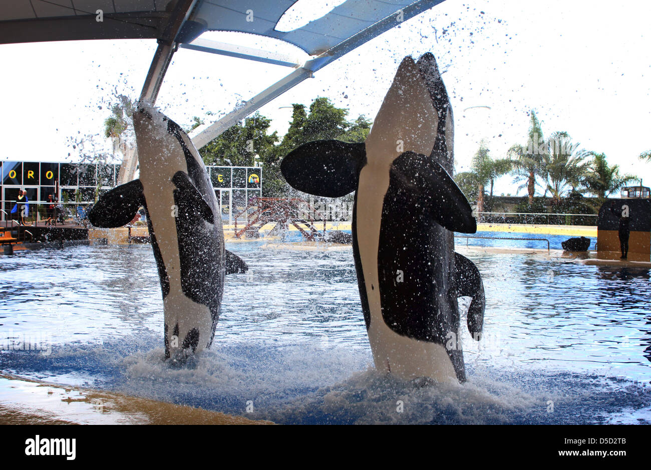 Puerto de la Cruz, Spain, orcas show in Loro Parque their Kunststuecke Stock Photo