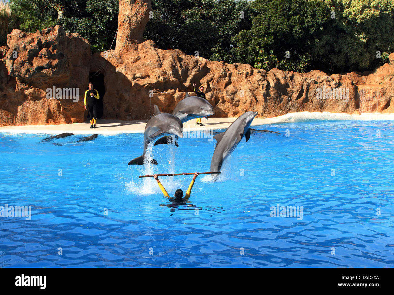 Puerto de la Cruz, Spain, dolphin show at Loro Park, their Kunststuecke Stock Photo
