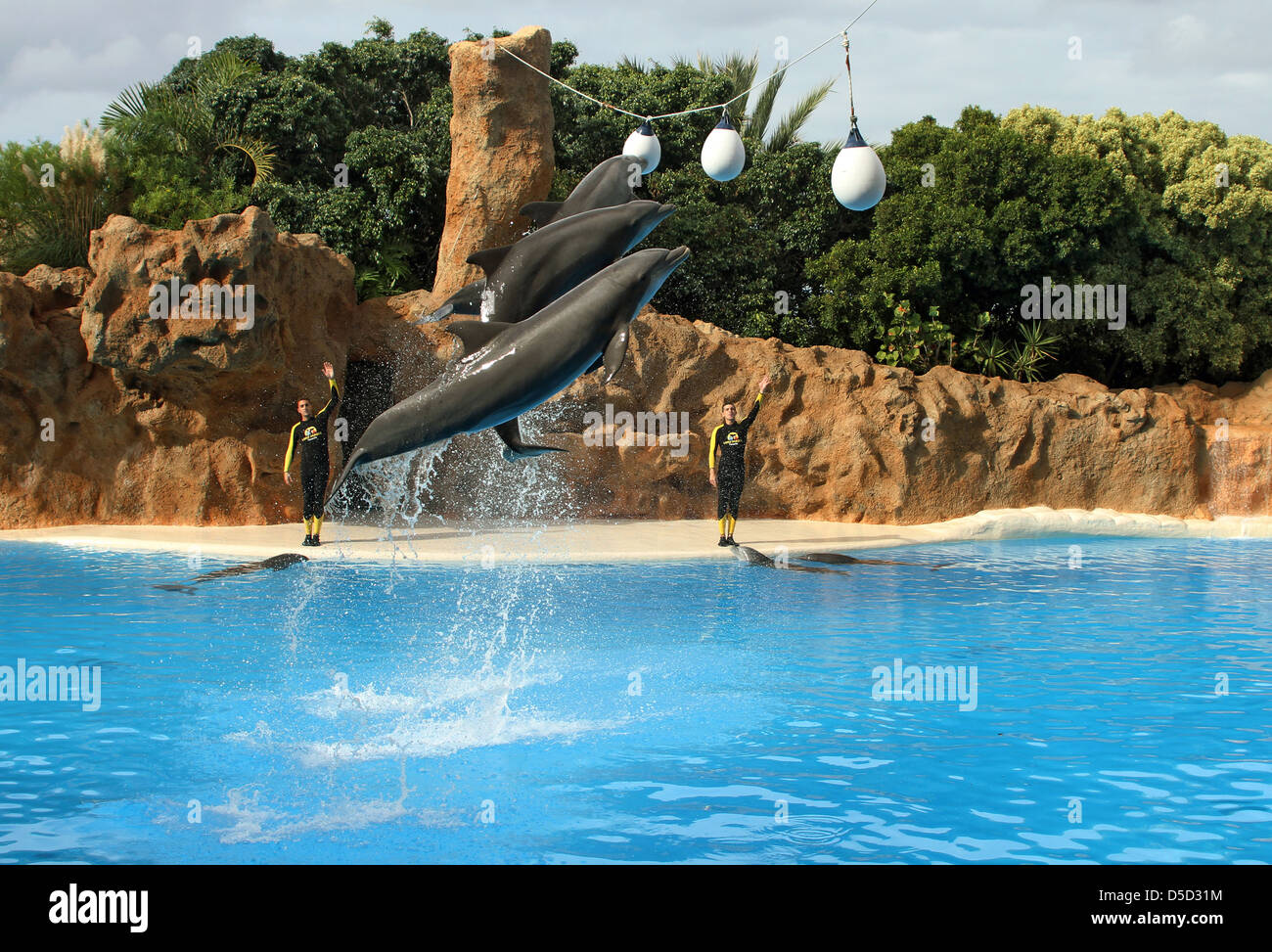 Puerto de la Cruz, Spain, dolphin show at Loro Park, their Kunststuecke Stock Photo
