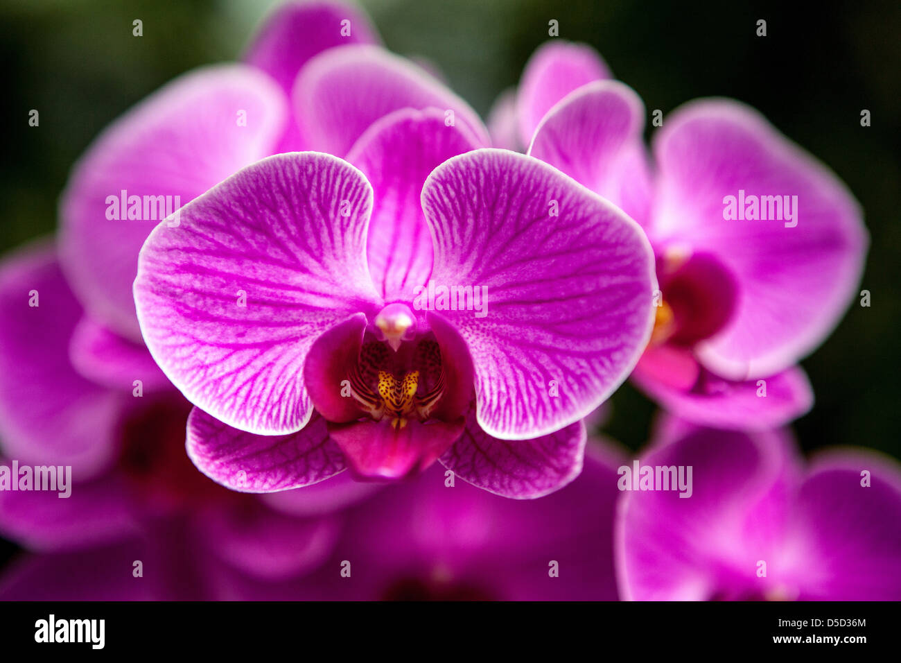Pink Phalaenopsis orchid close up Stock Photo
