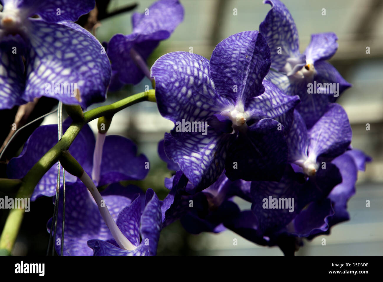 Phalaenopsis orchid blue flowers Moth orchids Stock Photo