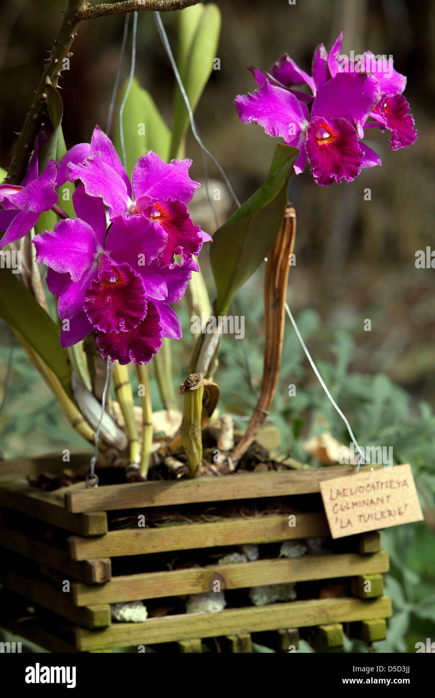 Cattleya Culminant ‘La Tuilerie’ Orchid flowers growing in hanging basket Cattleya orchid Stock Photo