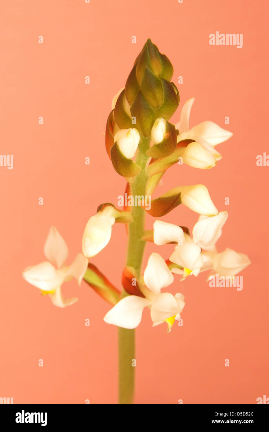 Flower of ludisia orchid over red background. Stock Photo