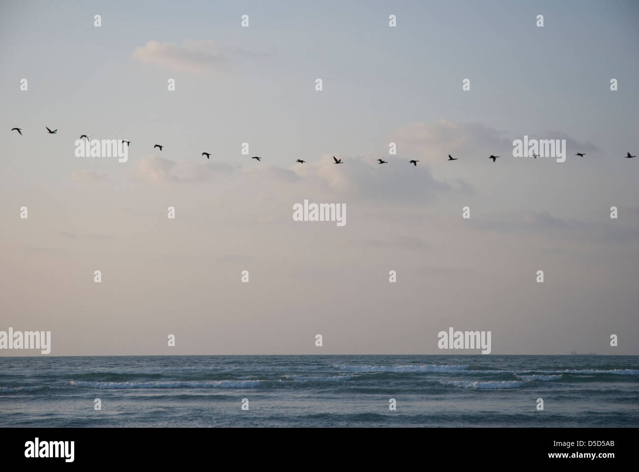 Wild duck flying over the sea, Arabian Gulf Stock Photo