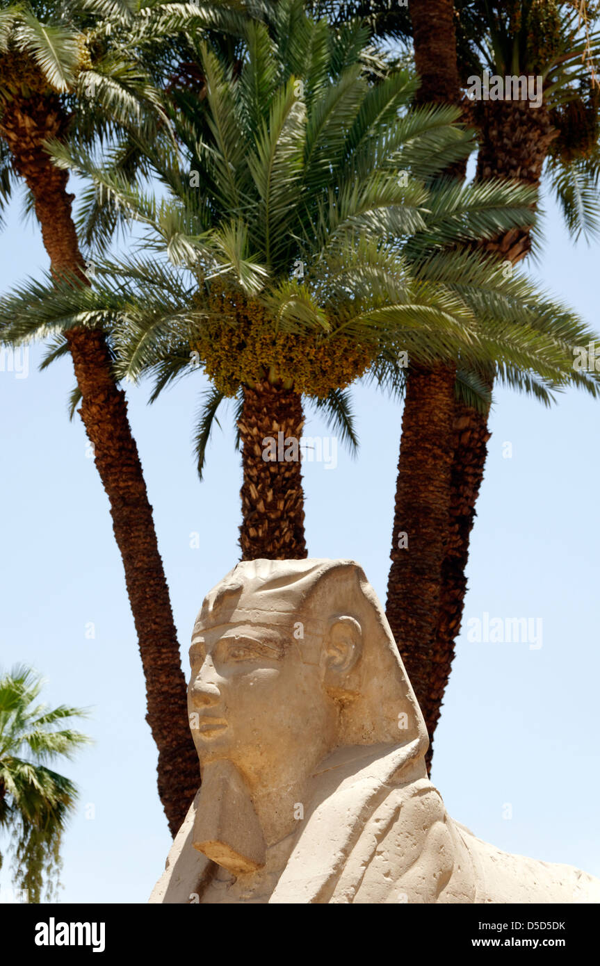 Egypt palm trees hires stock photography and images Alamy