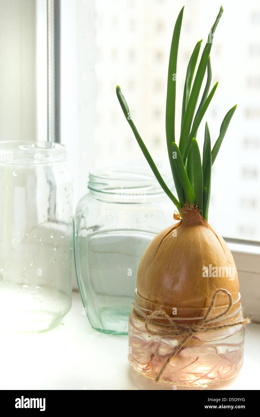 Sprouting Spring Onions Young onion seedlings sprouting hi-res stock photography and images - Alamy
