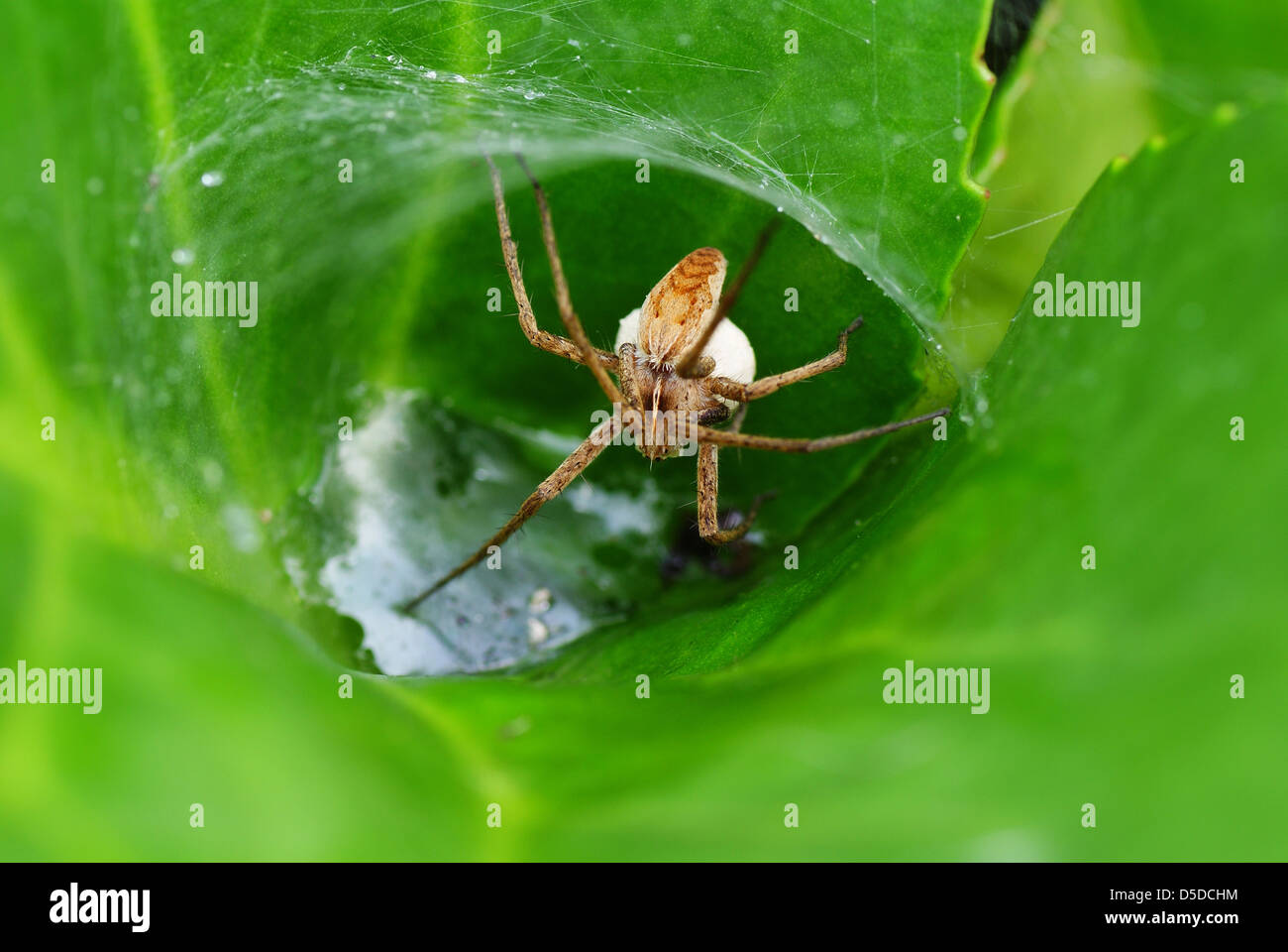 little frightening spider on spiderweb Stock Photo