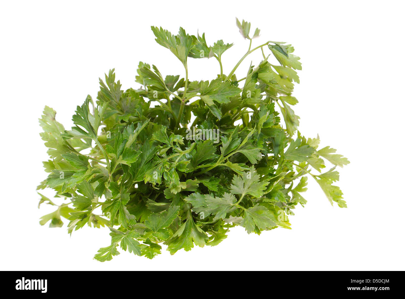 bunch green of parsley on white background Stock Photo