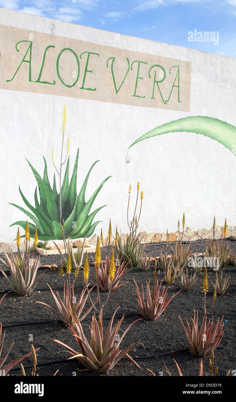 La Oliva, Spain, field with blooming Aloe vera plants on the Canary Island of Fuerteventura Stock Photo