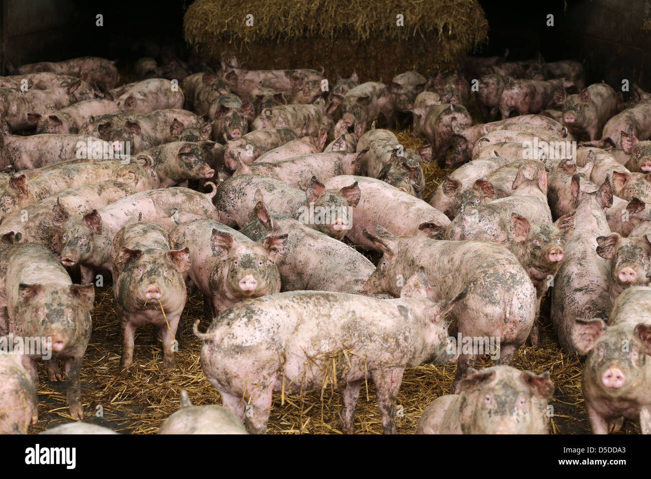Sheep on a grass field Stock Photo - Alamy
