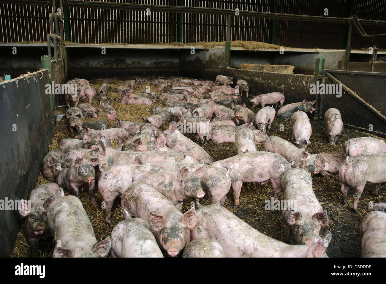 Pigs in a straw yard Stock Photo
