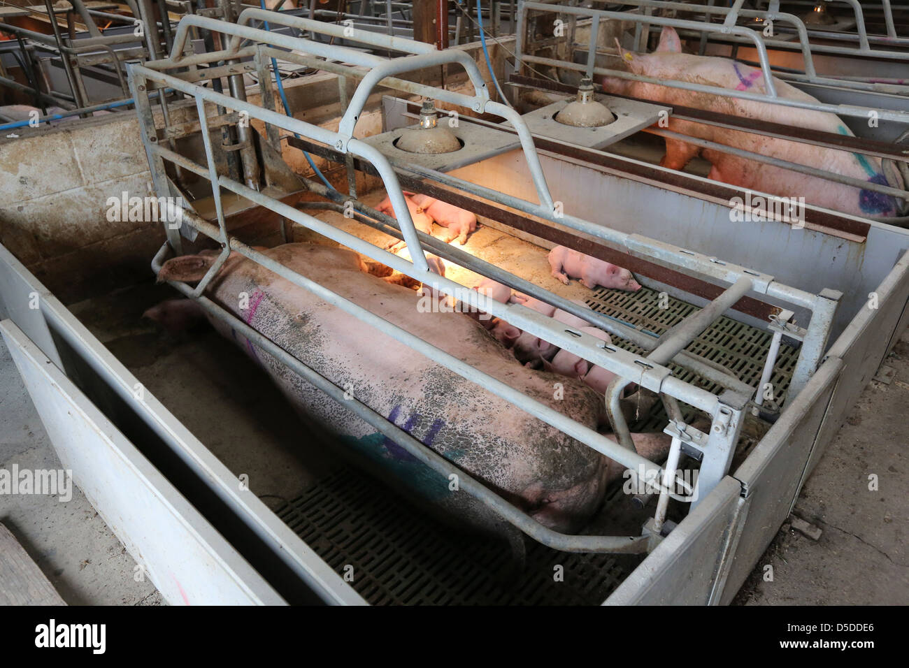Sow in a farrowing crate Stock Photo