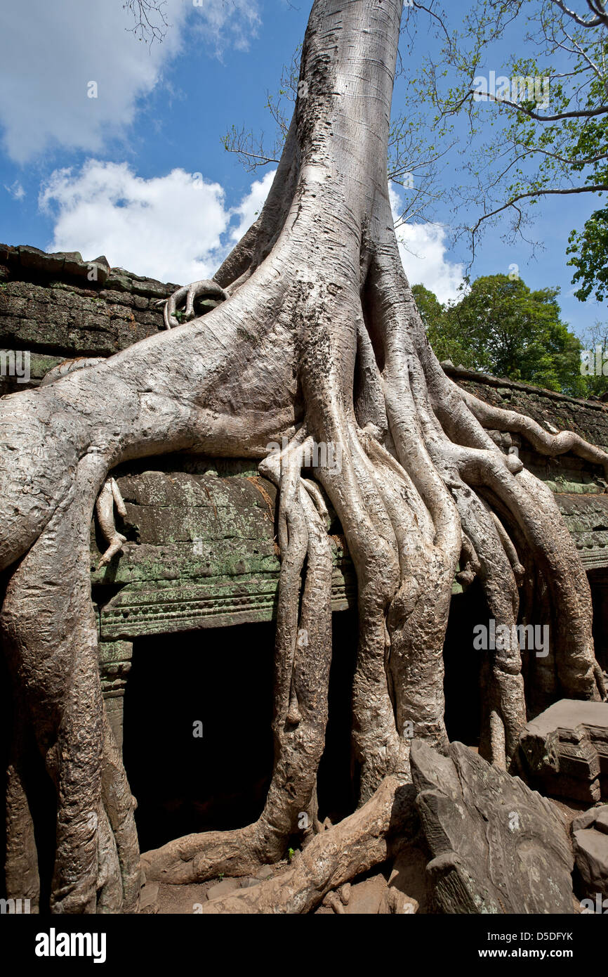 Silkcotton tree roots. Ta Prohm temple. Angkor. Cambodia Stock Photo