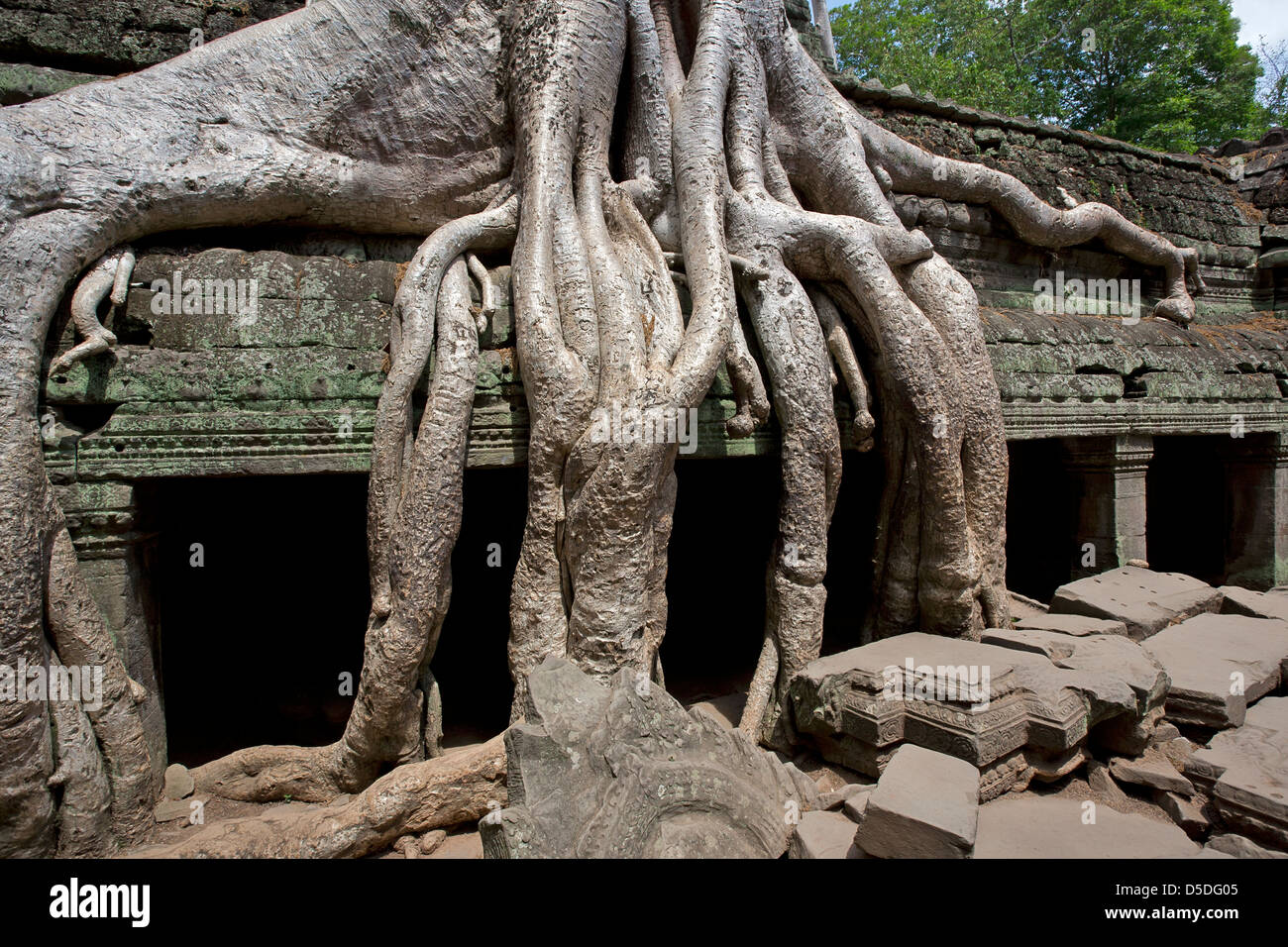 Silkcotton tree roots. Ta Prohm temple. Angkor. Cambodia Stock Photo