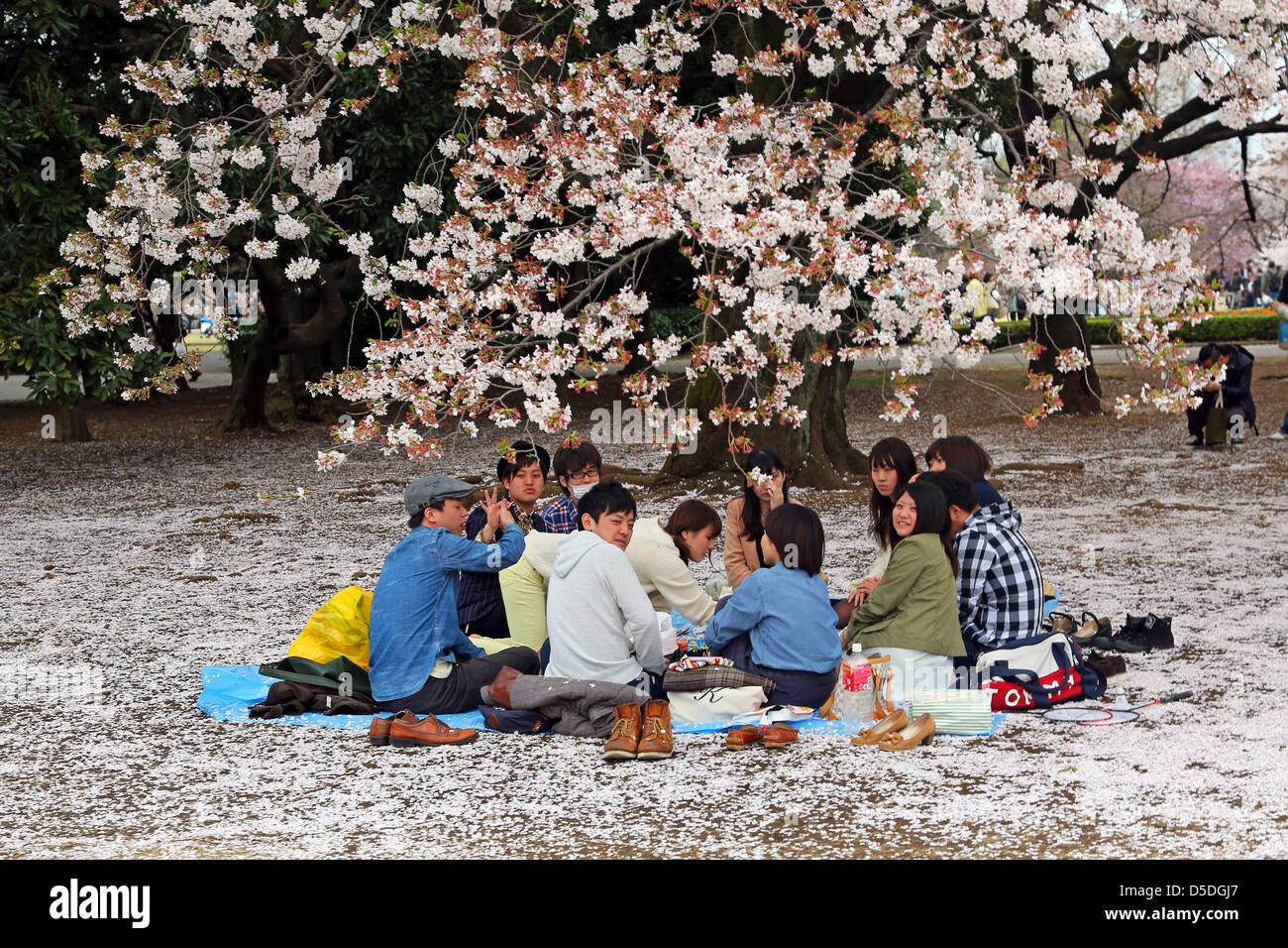 Tokyo, Japan. 29th March 2013. Japanese people having a picnic and