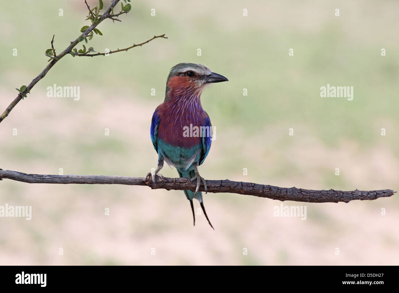 A lilac-breasted roller sitting on a branch at the Chobe River, Chobe NP, Botswana Stock Photo