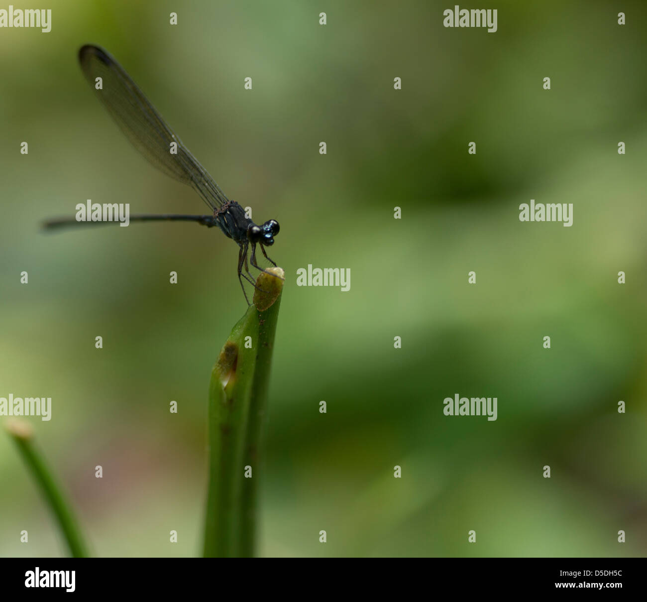 Dragonfly sitting on a stick Stock Photo - Alamy