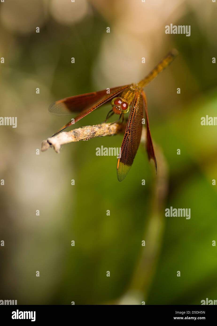 Dragonfly sitting on a stick Stock Photo - Alamy