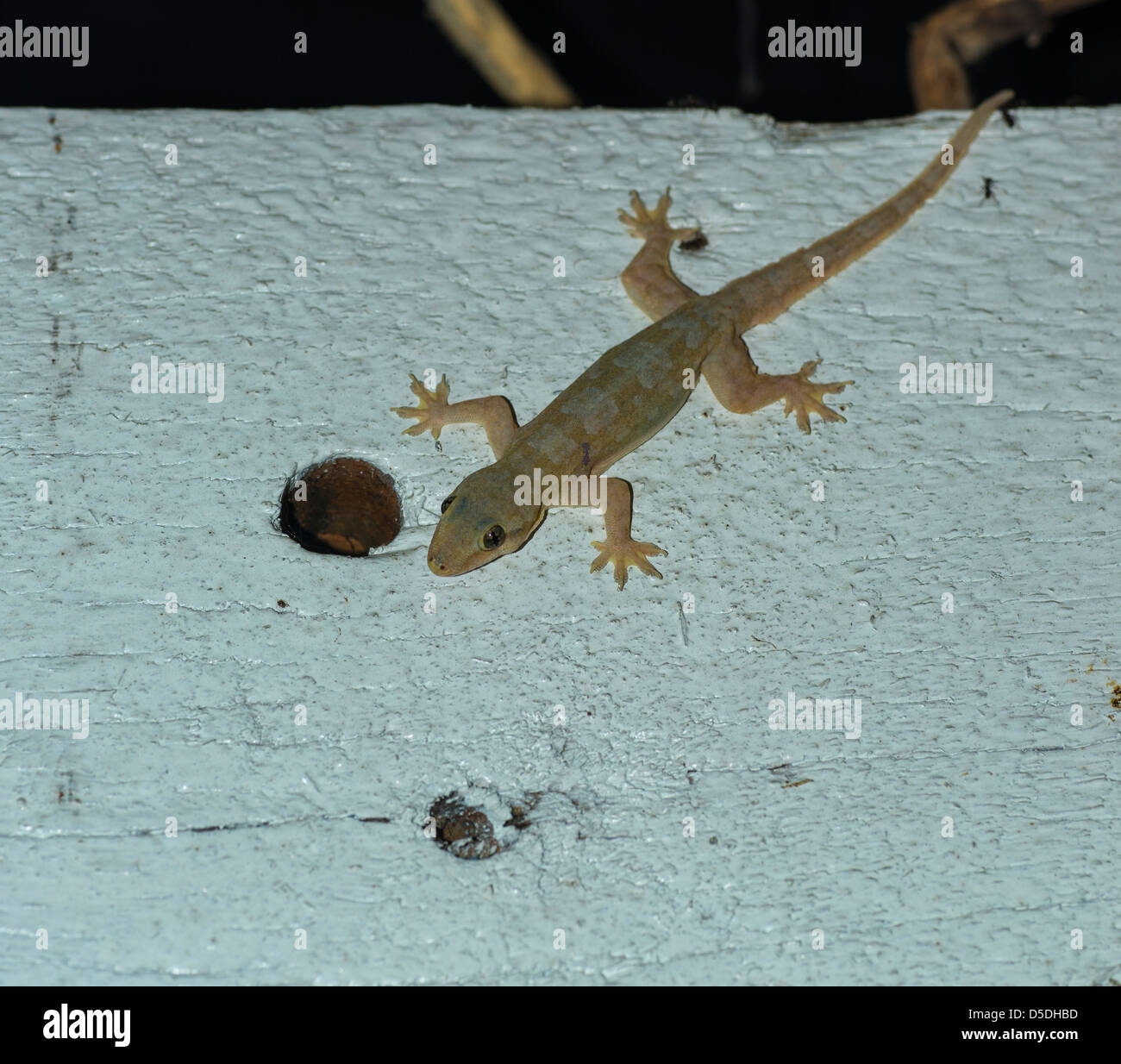 Gecko on a white wall Stock Photo Alamy