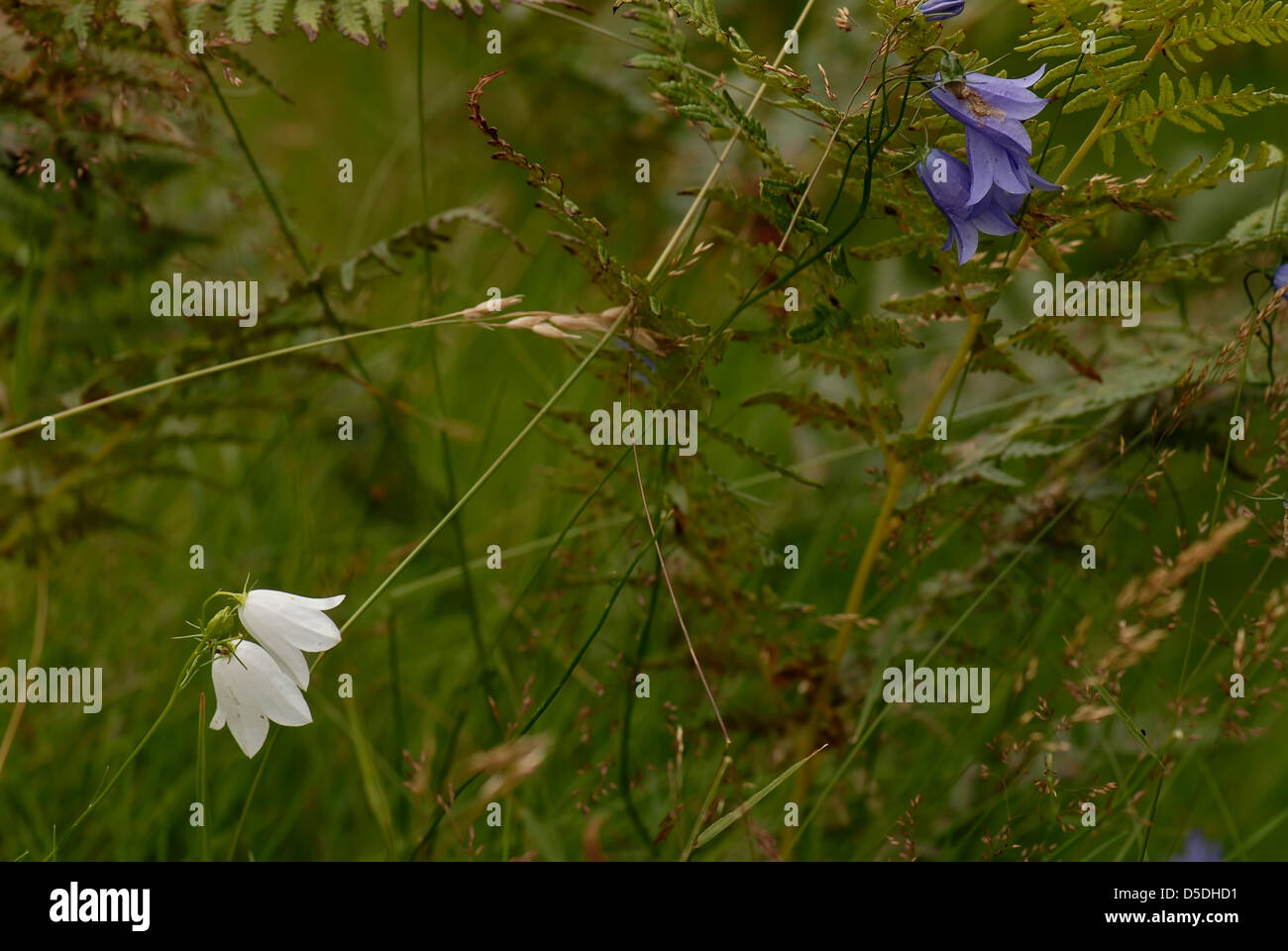 The Harebell (Campanula rotundifolia) is found in dry grassland from about July to August. Common blue and uncommon white shown. Stock Photo