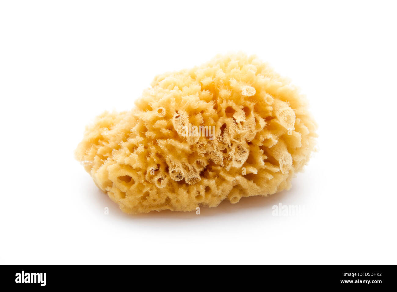 natural sea sponge isolated on white background Stock Photo