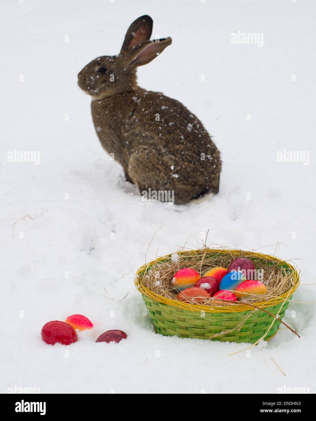 ILLUSTRATION - An illustrated picture shows a rabbit hopping through ...