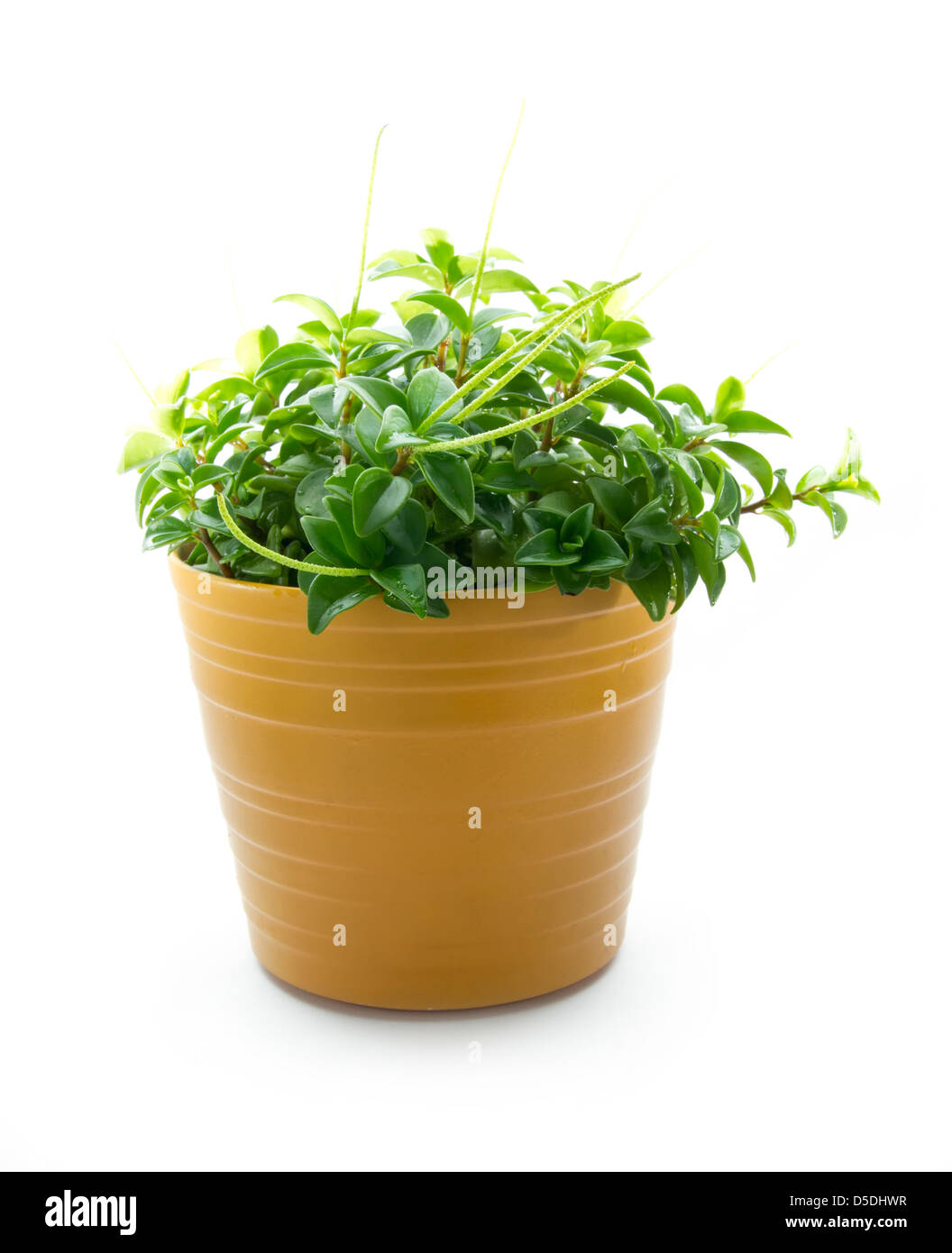 home plant in pot isolated on white background Stock Photo - Alamy