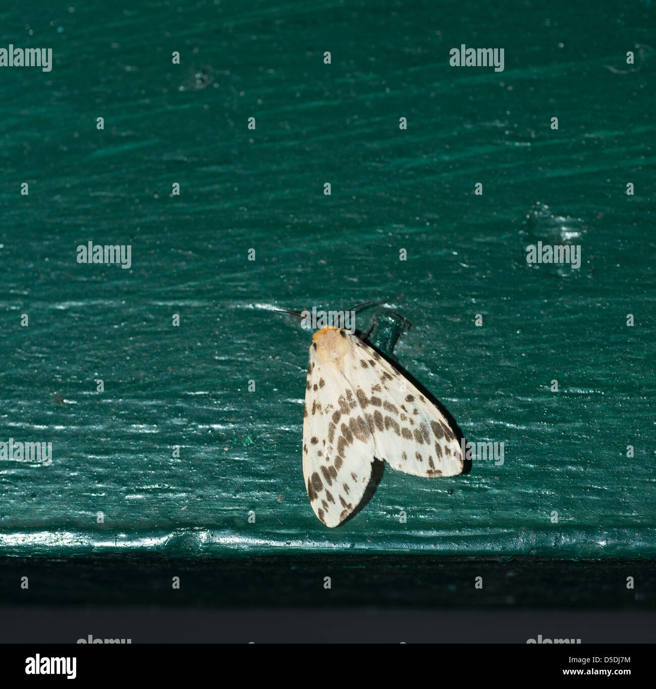 Moth sitting on a green wooden beam Stock Photo