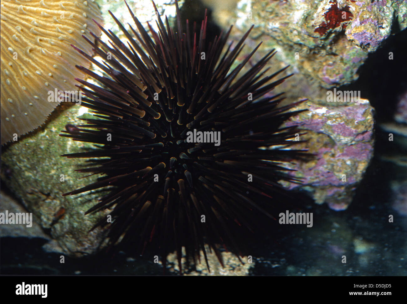 Rock-Boring Urchin Echinometra lucunter, Echinometridae Indo-pacific Ocean Stock Photo