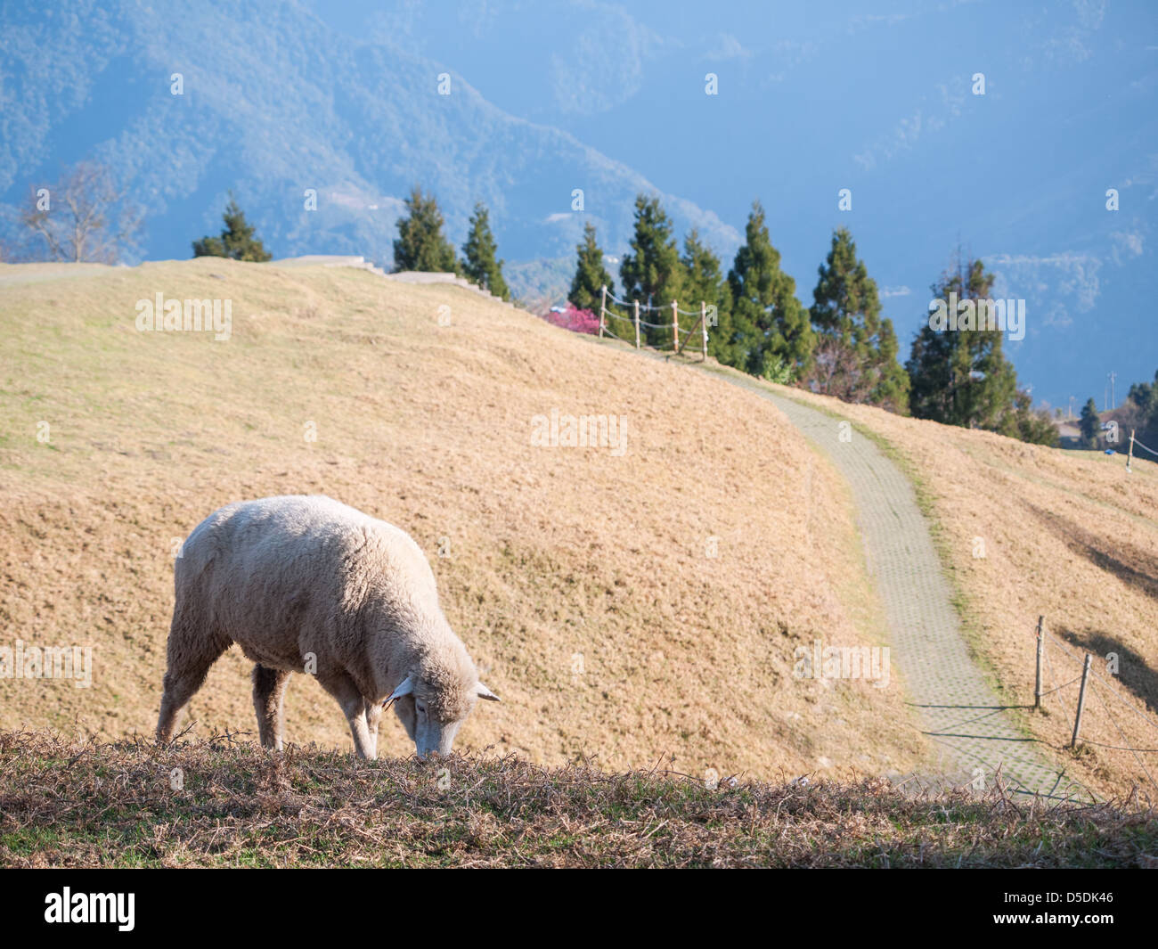 A little sheep grazing on the meadow Stock Photo - Alamy