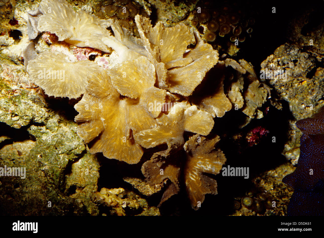Cabbage Leather Coral Sinularia dura, Indopacific Ocean Stock Photo Alamy