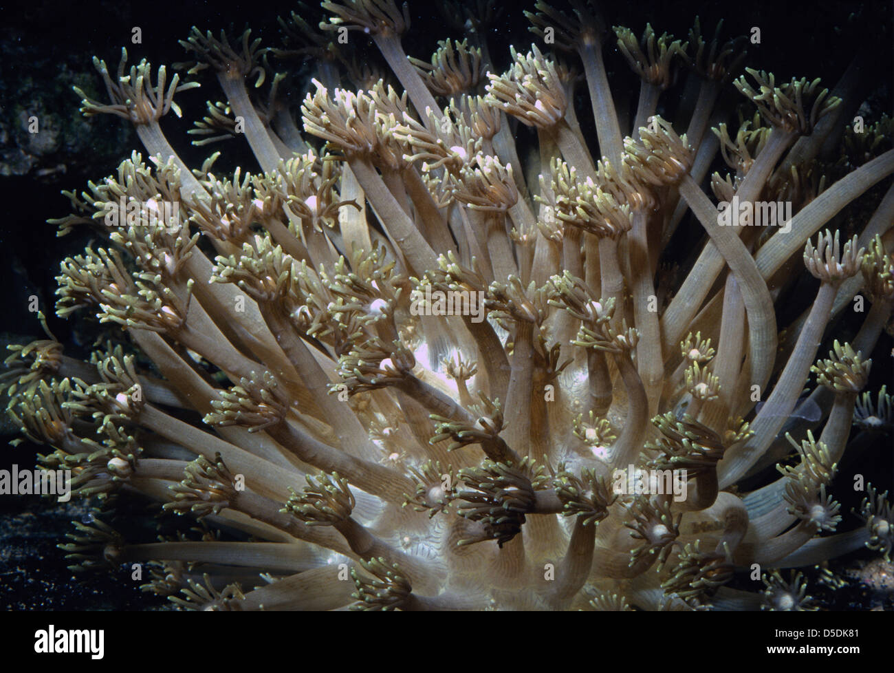 Flower Pot Coral , Goniopora sp., Poritidae, Indo-pacific Ocean Stock Photo