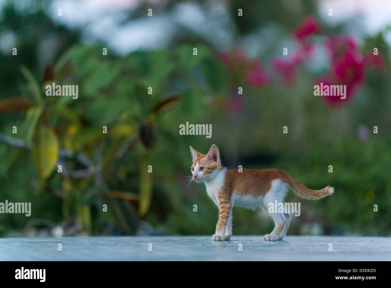 Kitten standing on the terrace of a garden Stock Photo - Alamy