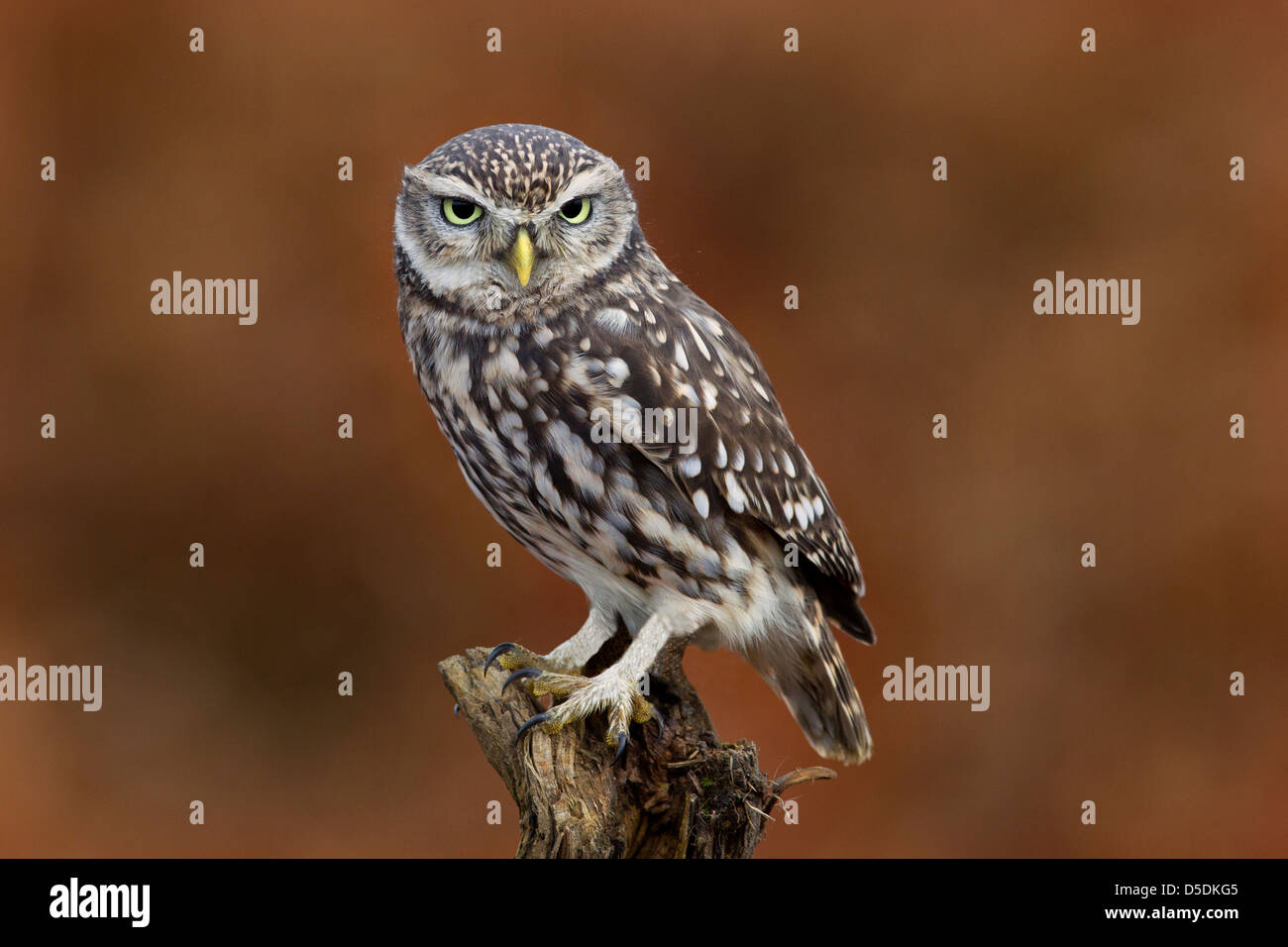 Little Owl Stock Photo