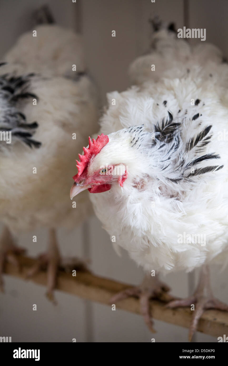Chicken, Geithus, Norway, Europa Stock Photo - Alamy