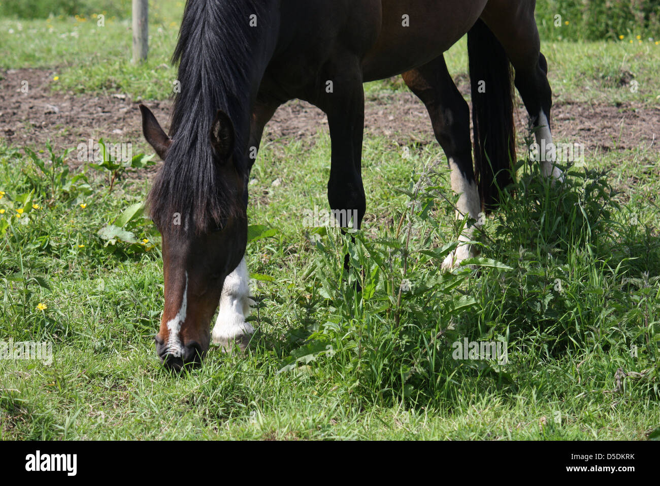 Laminitis hires stock photography and images Alamy