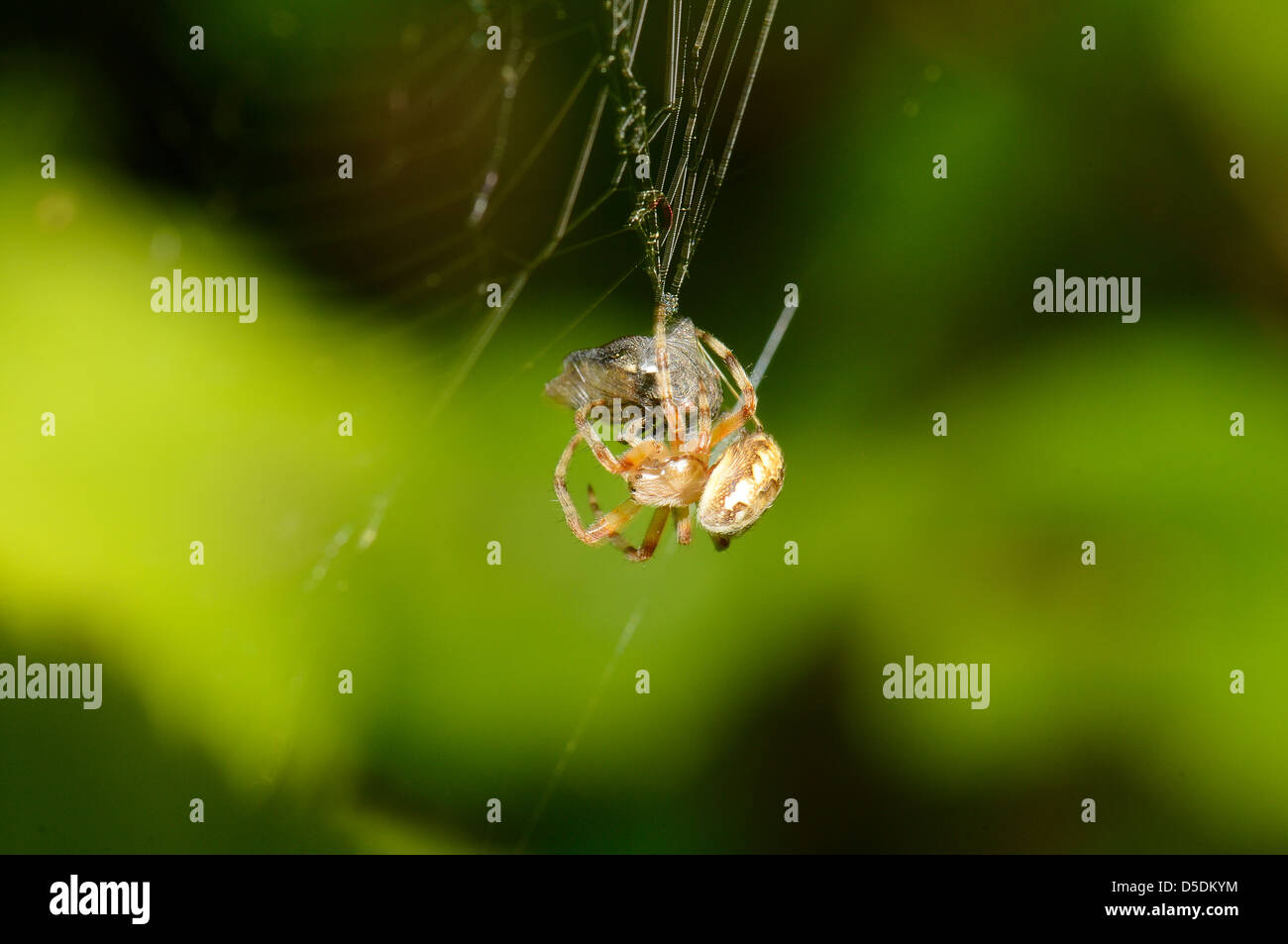 A macro shot of a spider wrapping a fly in a cocoon. Stock Photo