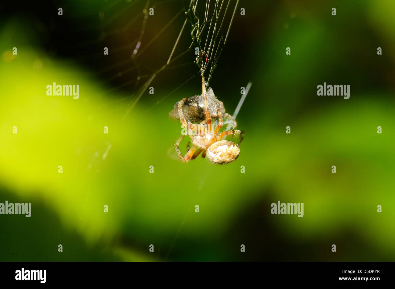 A macro shot of a spider wrapping a fly in a cocoon. Stock Photo