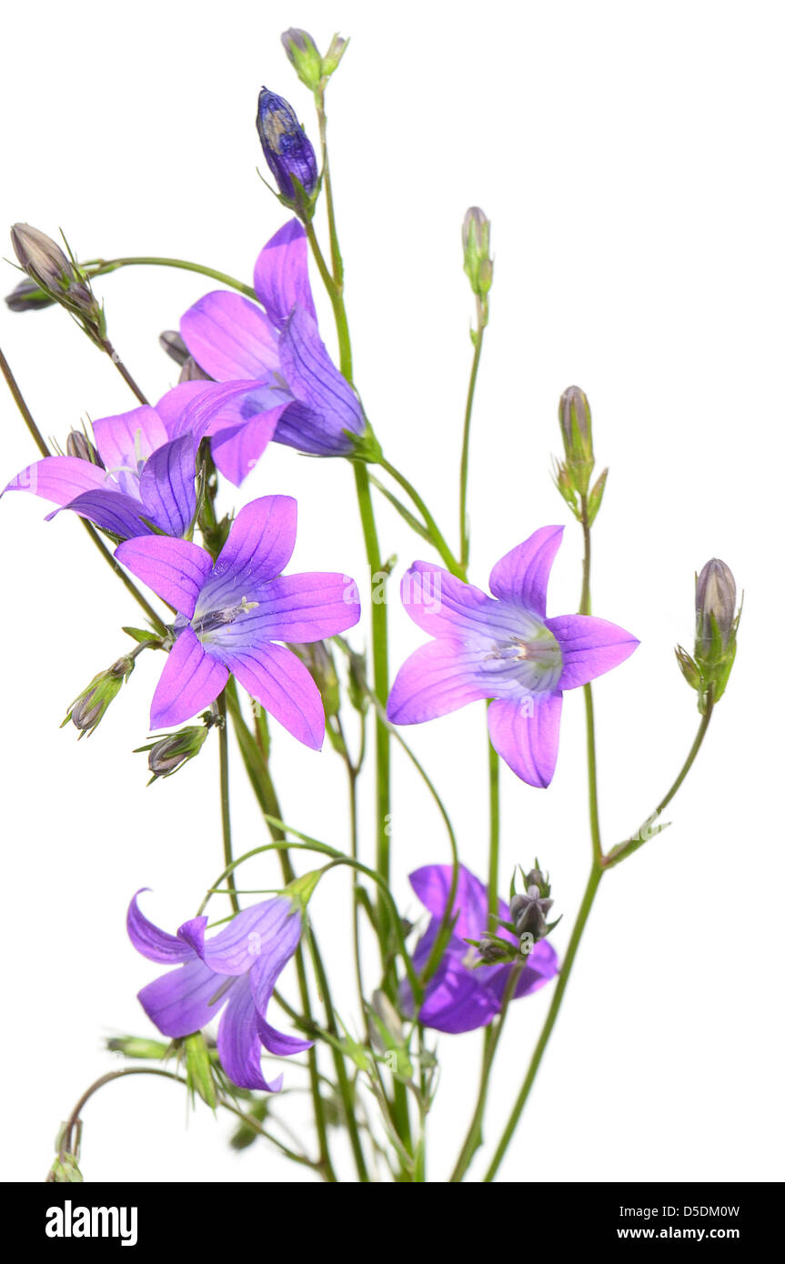 The pink flowers isolated on a white background Stock Photo - Alamy