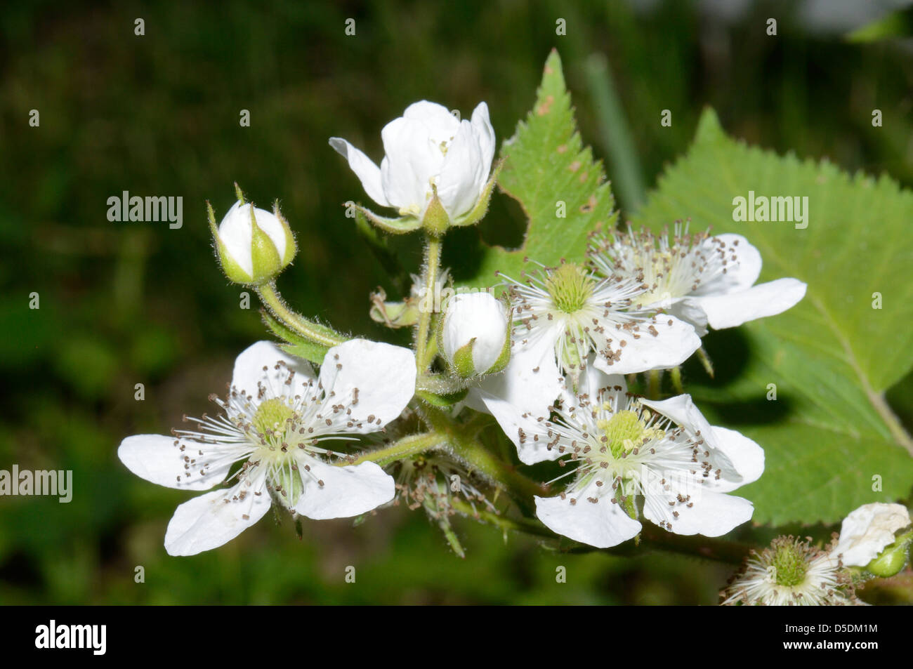 The flowers of a strawberry photographed close up Stock Photo - Alamy
