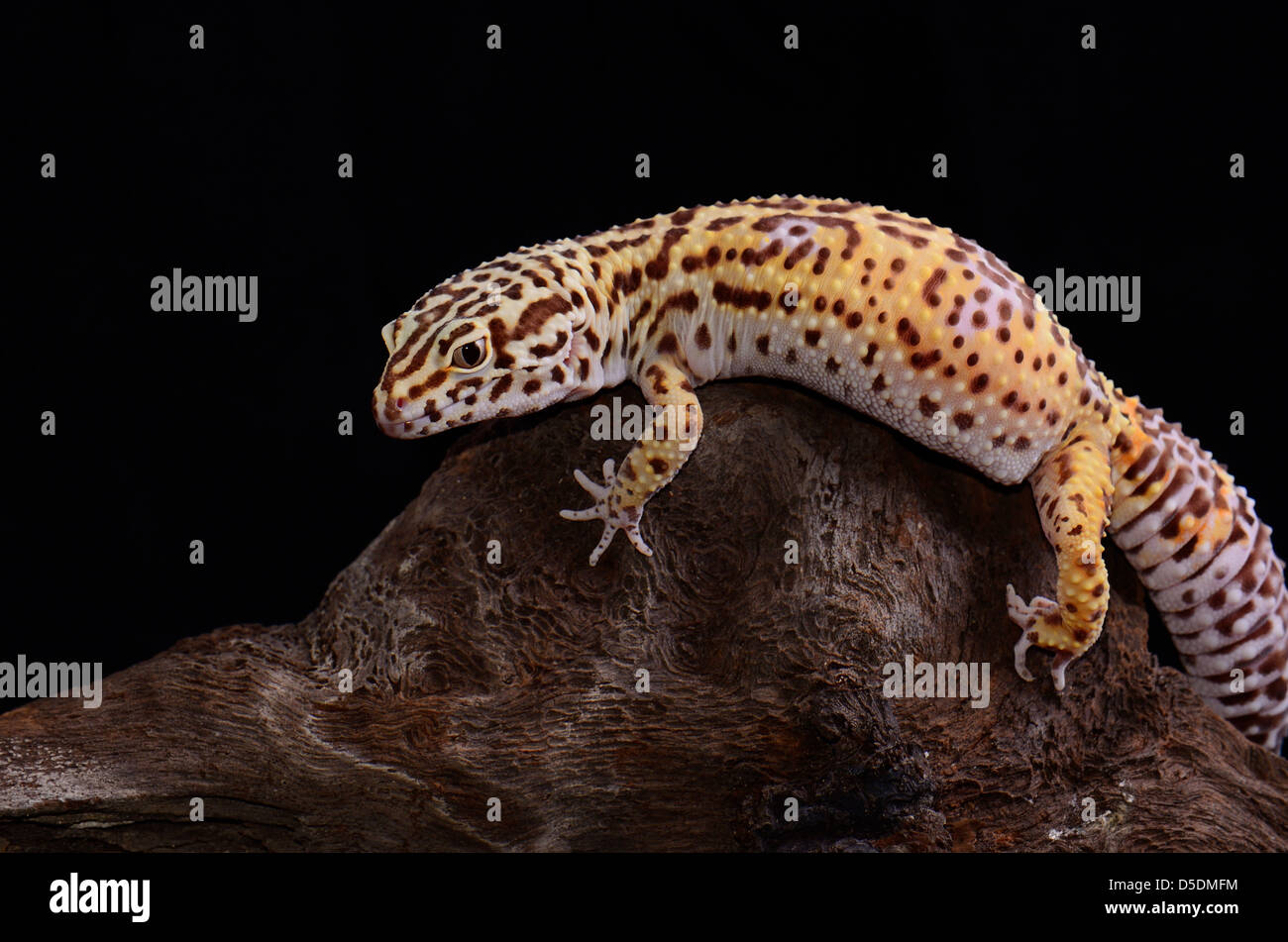 beautiful adult female Bell albino leopard gecko (Eublepharis macularius) as pet Stock Photo