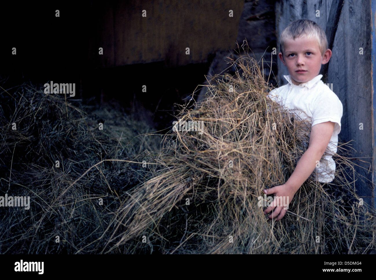 A young Norwegian boy poses for a photo while gathering hay from a barn to feed the workhorses on his family farm in Bergen, Norway, in Scandinavia. Stock Photo