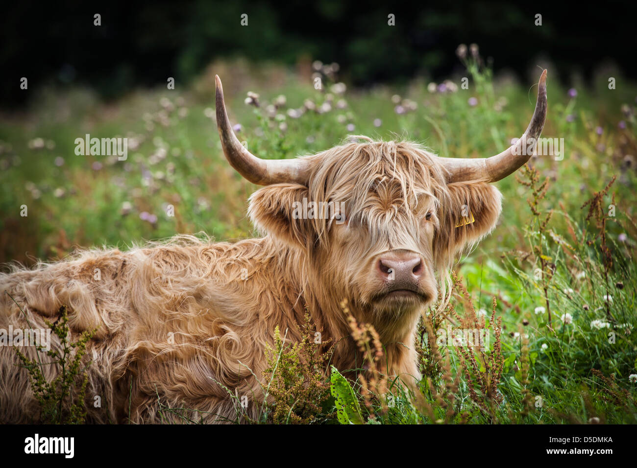 Highland Cow in flower meadow,Scottish highlands Stock Photo - Alamy